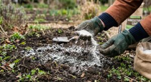 A professional, editorial-style close-up of a gardener’s gloved hands spreading white agricultural l