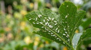 A professional, editorial-style close-up shot of whiteflies on a lush green leaf, captured with soft