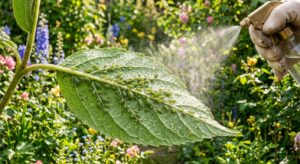 A professional, close-up macro shot of a green leaf covered in tiny aphids, being gently sprayed wit