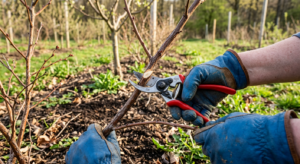 A professional, high-angle editorial shot of a gardener's gloved hands using sharp bypass pruners to